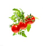 Click & Grow Refill Mini Tomaatje 3-pack_